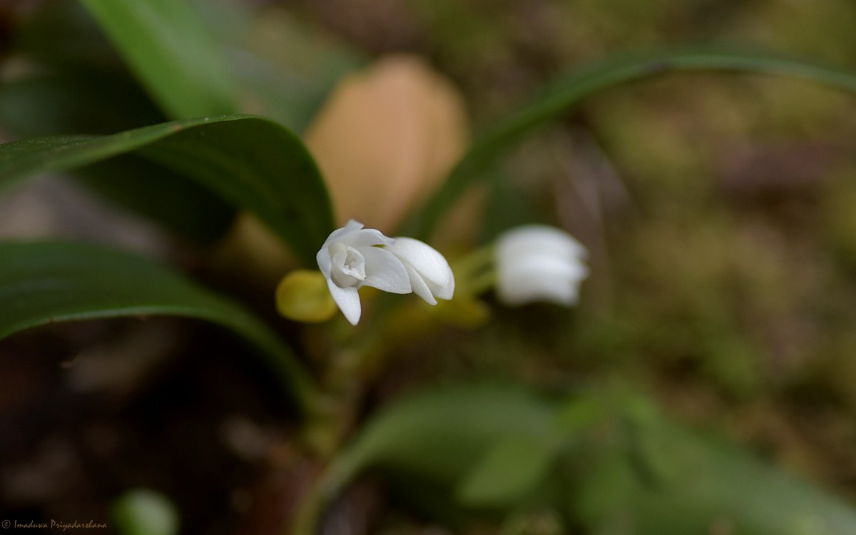 Cylindrolobus lindleyi (Thwaites) Ormerod & C.S.Kumar